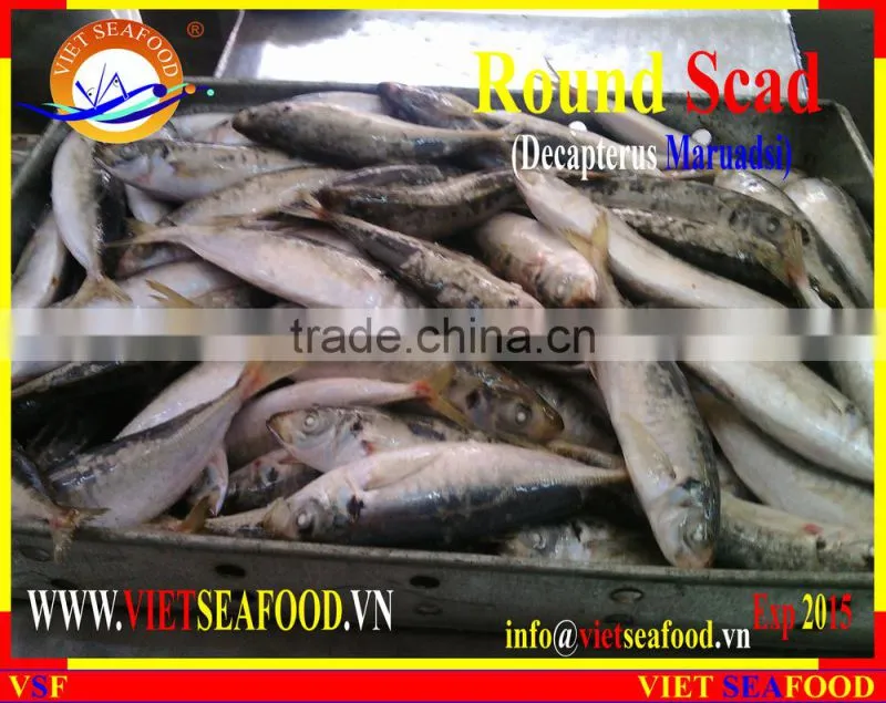 FROZEN MARUADSI WHOLE ROUND (ROUND SCAD)