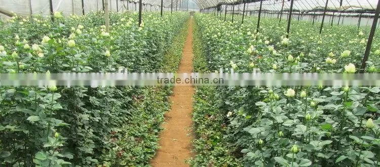 Elegant in smell top sell indoor decoration flower of hydrangea