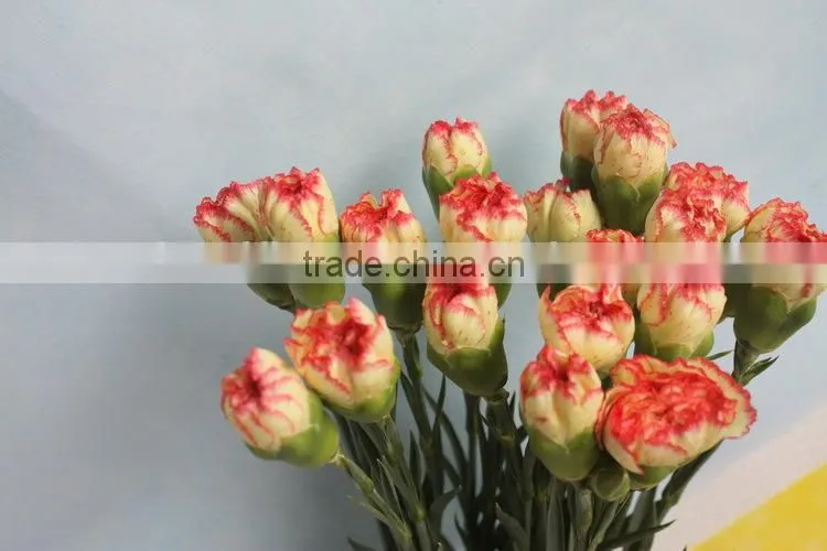 Fresh flowers carnation/fresh cut flowers carnations/carnat flower arrang