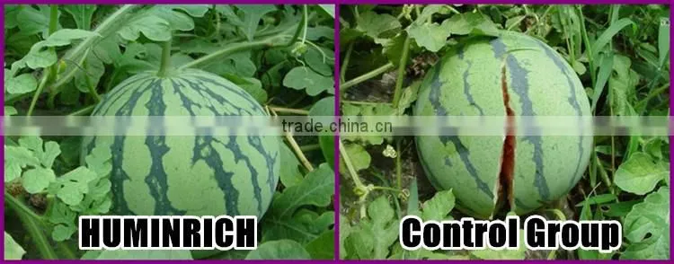 FAQ 35--What Benefit Does Huminrich Organic Fertilizer Apply To Watermelon?