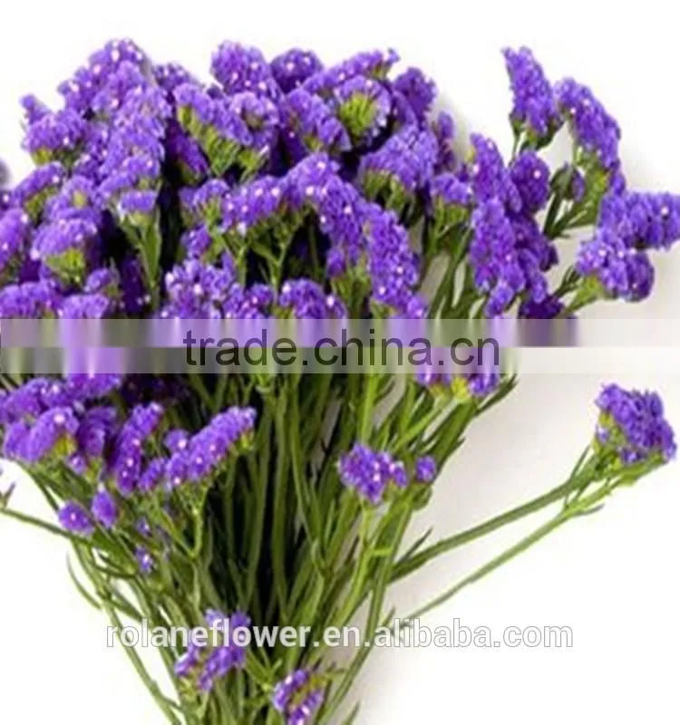 the high quality fresh cut myosotis flower to export
