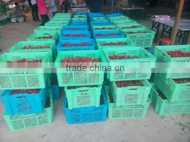 china paper bagged fresh cherries