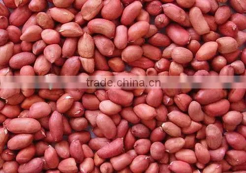shandong red skin peanut kernels/ground nuts