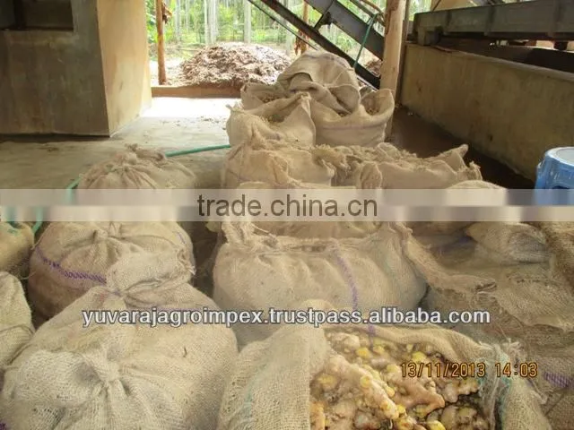 Best Quality Ginger for Sale