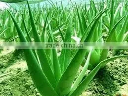 ALOE VERA POWDER FOR AYURVEDIC REMEDY