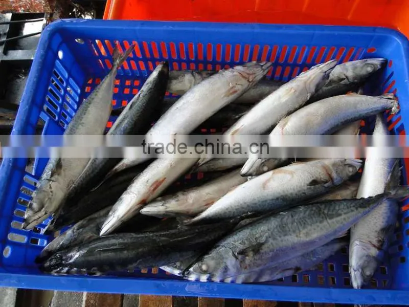 Frozen pacific mackerel