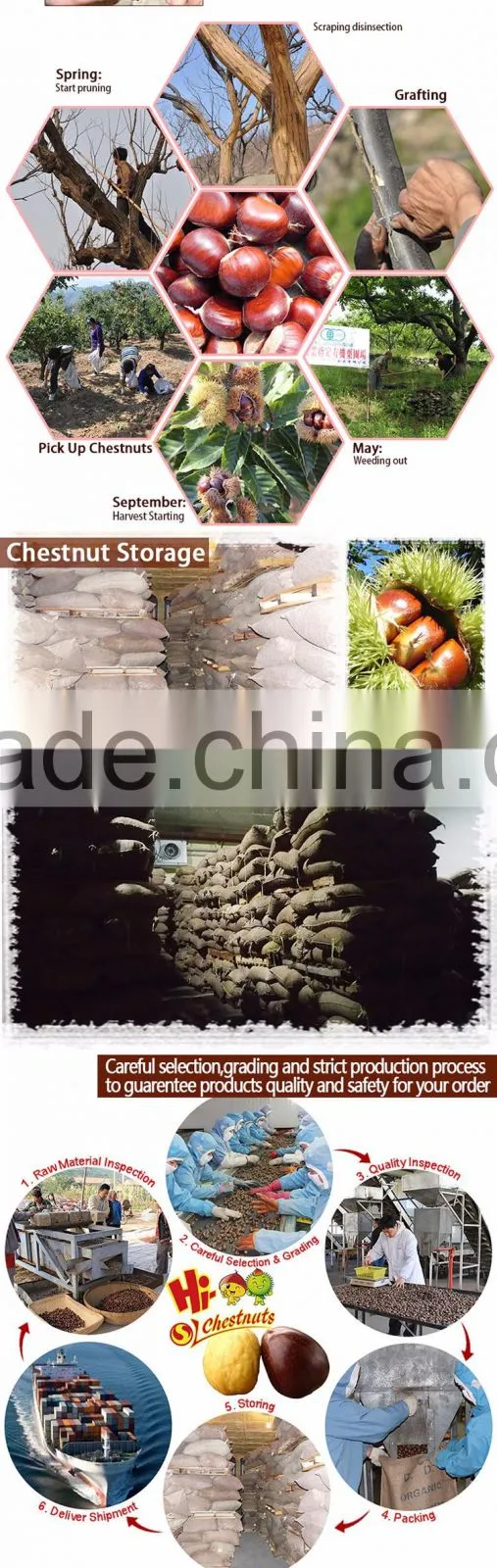 New Crop Fresh Chestnut is the best fruit and vegetables