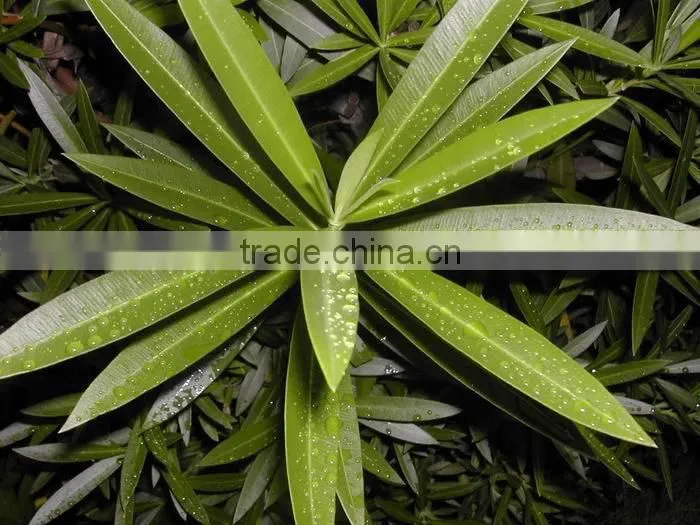 blooming Nerium indicum Milli of outdoor landscaping foliage decorative ornamental plants