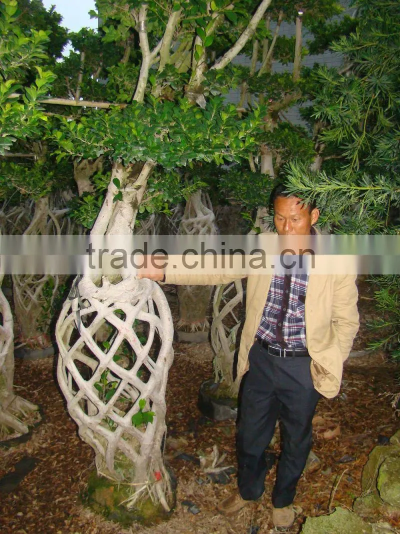 Braid bonsai ficus microcarpa