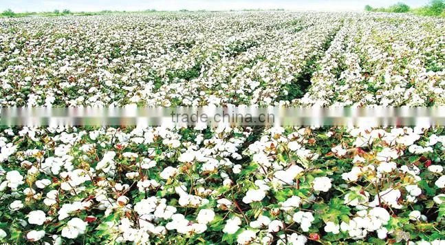 Buy Factory calcium ammonium nitrate granular fertilizer