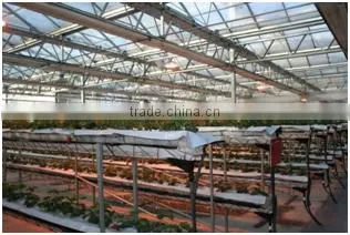 Hydroponic Fruit and Vegetable Glass Greenhouse