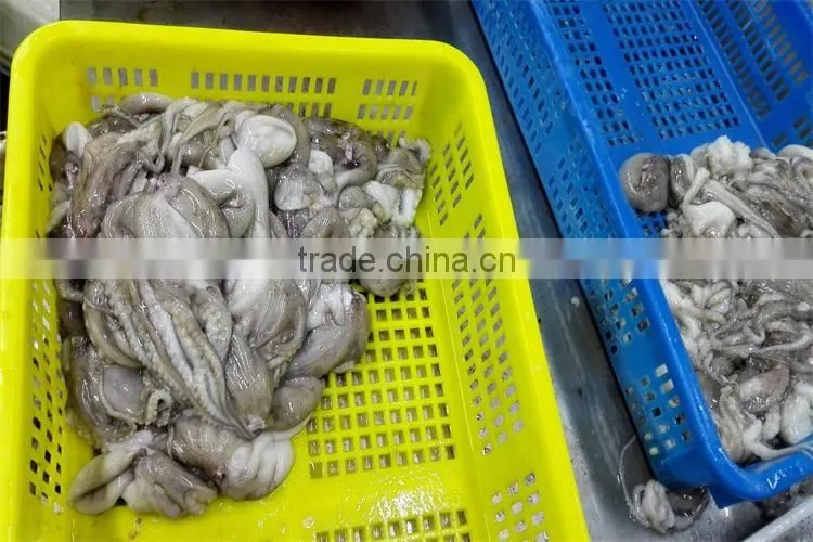 frozen baby octopus flower low price from factory