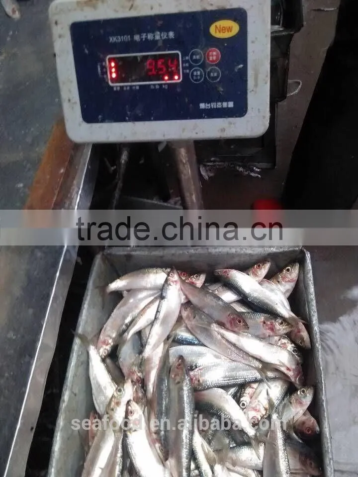 Frozen &cheap sardine fish 8-10 ppk for the canning wholesale frozen seafood