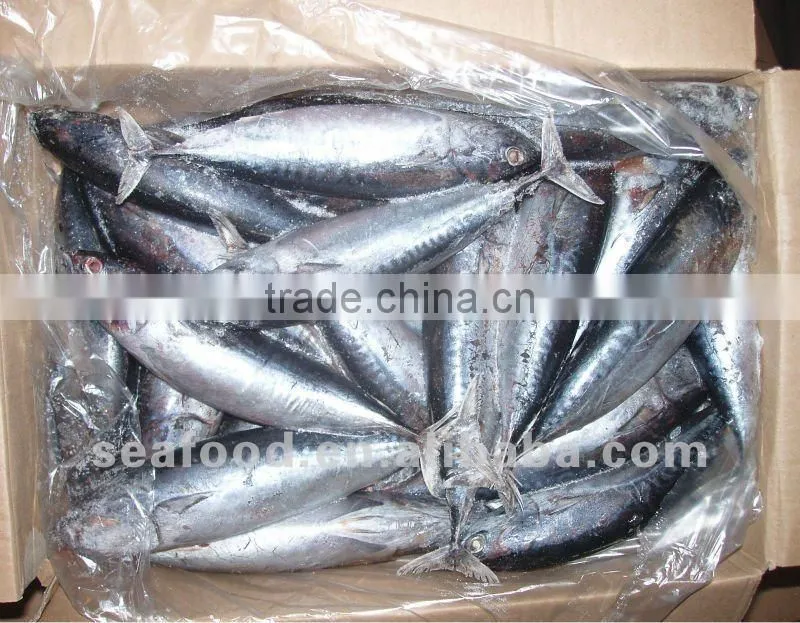 frozen bonito 500-750g, 750g+ whole and round