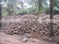 Fresh vegetables and fruits in organic
