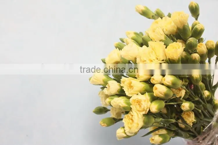Colorful hot sale flowers carnation wedding flowers