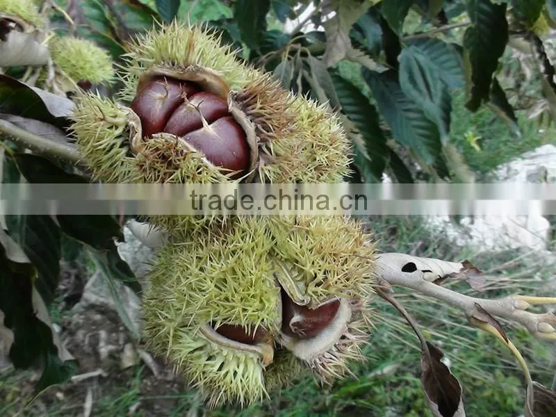 2016 raw fresh chestnuts sales Opening booking bulk chestnuts