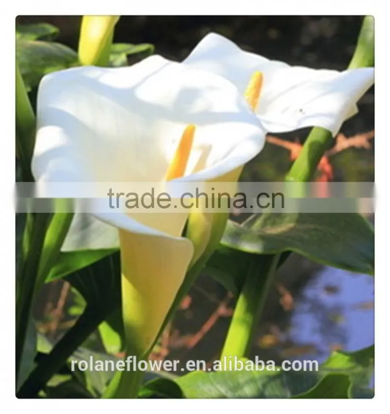2016 lastest arriving high quality calla lily flower to export