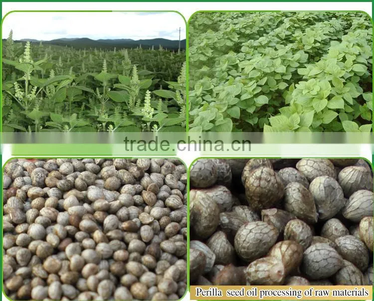 high quality spicy perilla seed powder