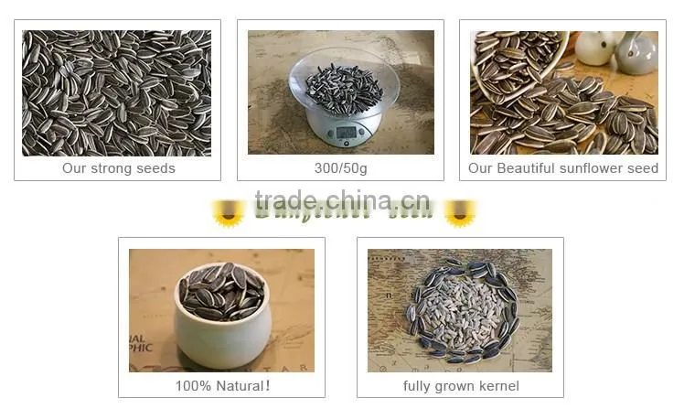 363 sunflower seeds from Inner Mongolia