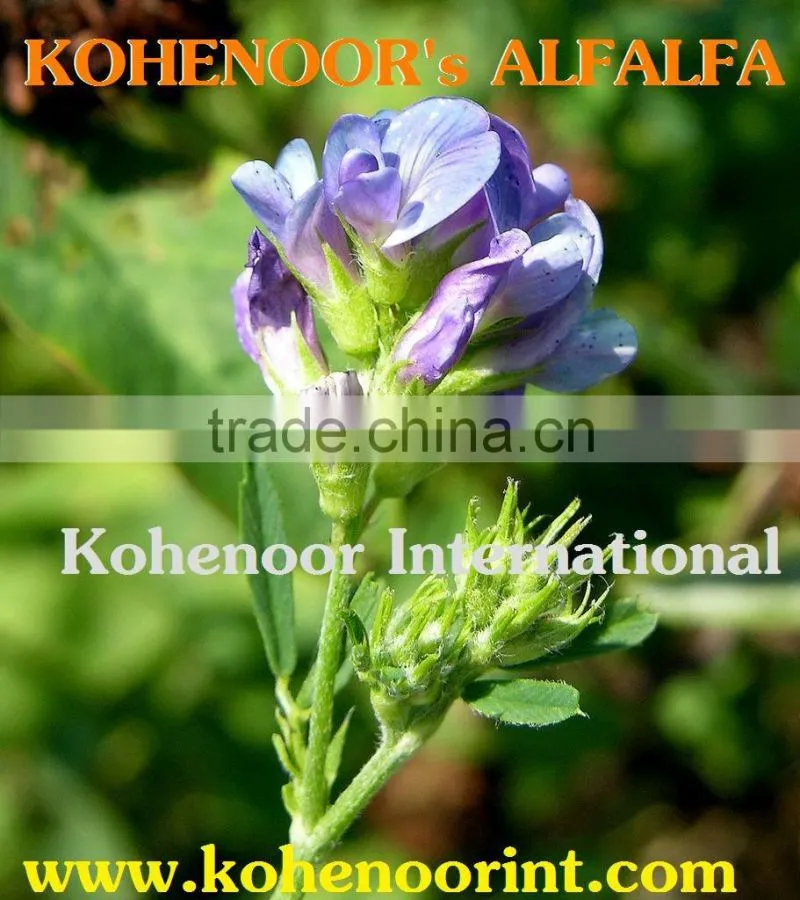 Top Quality Alfalfa Seeds
