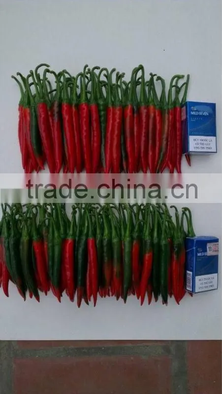 Fresh red chili (0084948425455 VIBER, WHATSAPP/SKYPE: VISIMEX05)