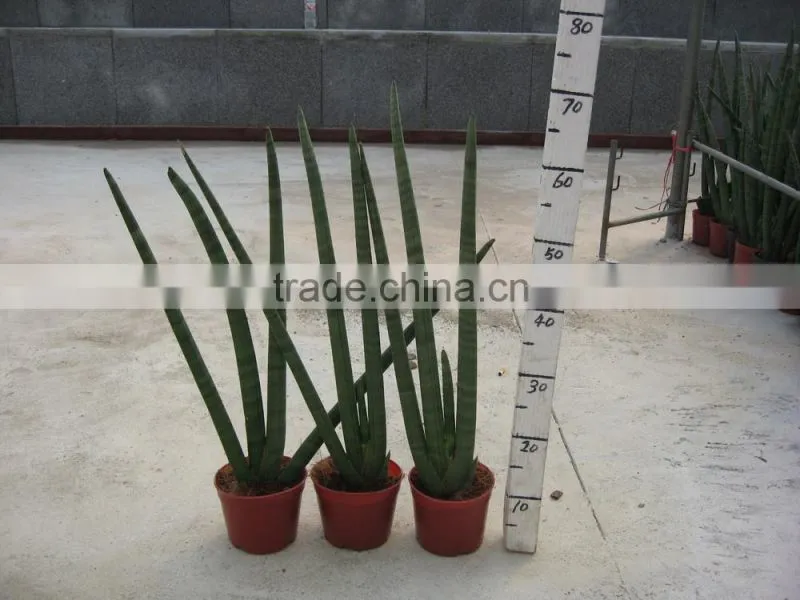 golden green Sansevieria for indoor ornamental bonsai plants