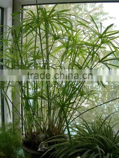 fishscale bamboo bonsai