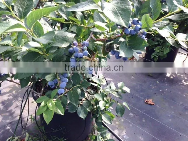 Pure Blueberry jam made in japan