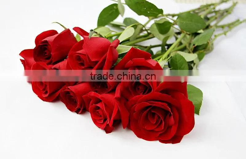 Cheap fresh red rose flowers with high quality