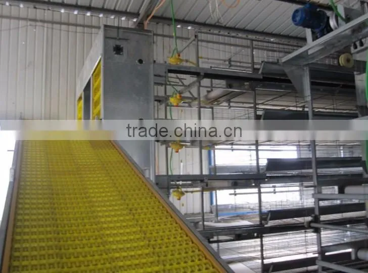 chicken broilers feeding system with automatic drinking system