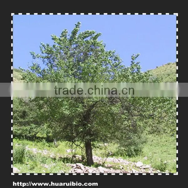 Natural Apple Extract Polyphenols 50%