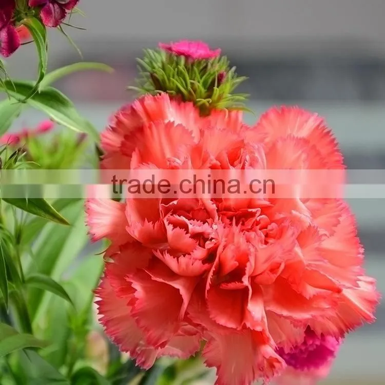 Popular Flame Orange natural cut carnation flowers