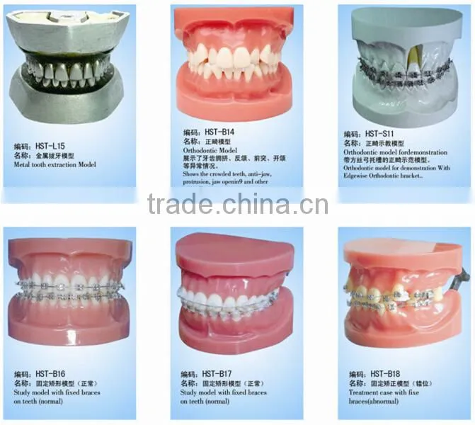 Frasaco Replacement 32 Teeth Model