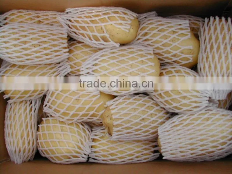 Holland Potato to Dubai Market for Sale