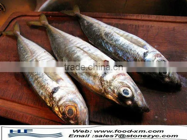 high quality Frozen Horse Mackerel whole round