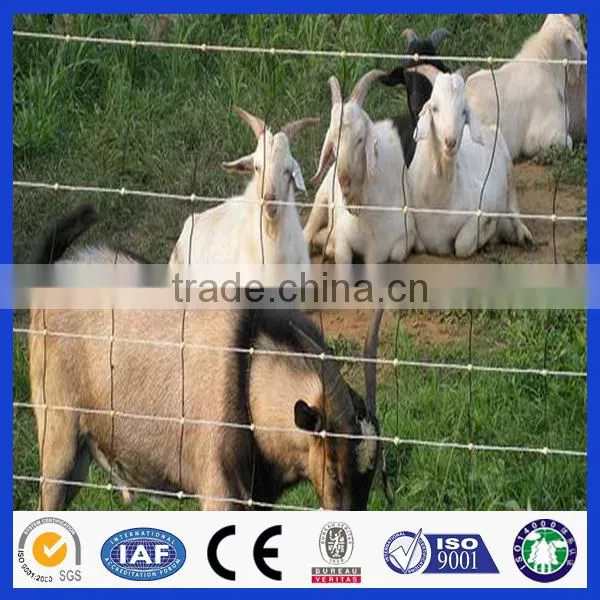 Made in china 20 years experience Professional factory hot sale field fence