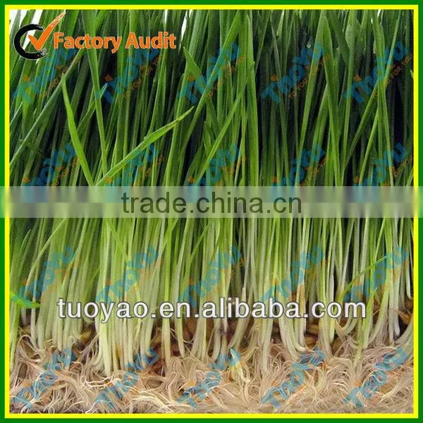 THOYU Brand Salable Germinator For Chicken with Best Price(Mob:+86-15903675071)