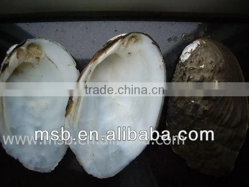 Raw chinese river shell