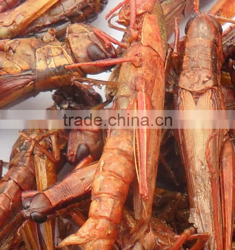 Pet food suppliers dried crickets //dried mealworms //dried grasshopper