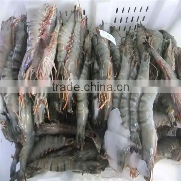 hgh quality frozen headless black tiger shrimp