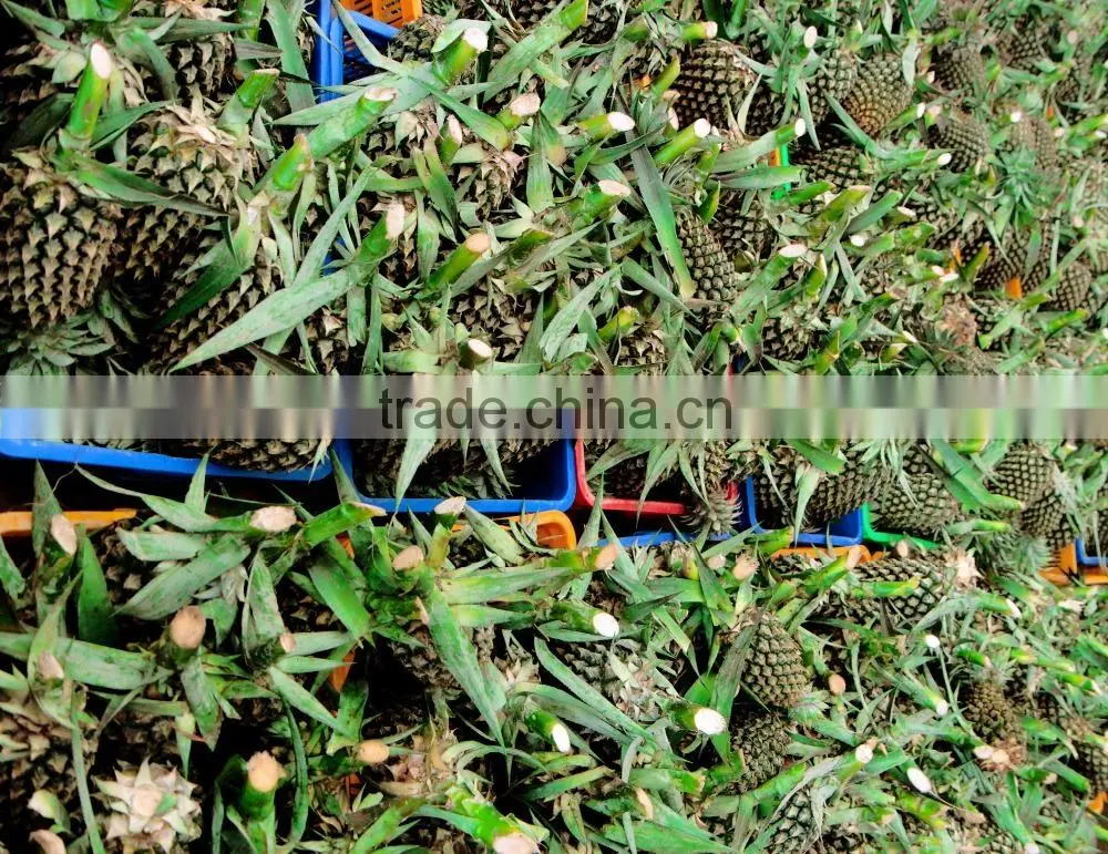 Frozen Pineapple Sliced from Vietnam
