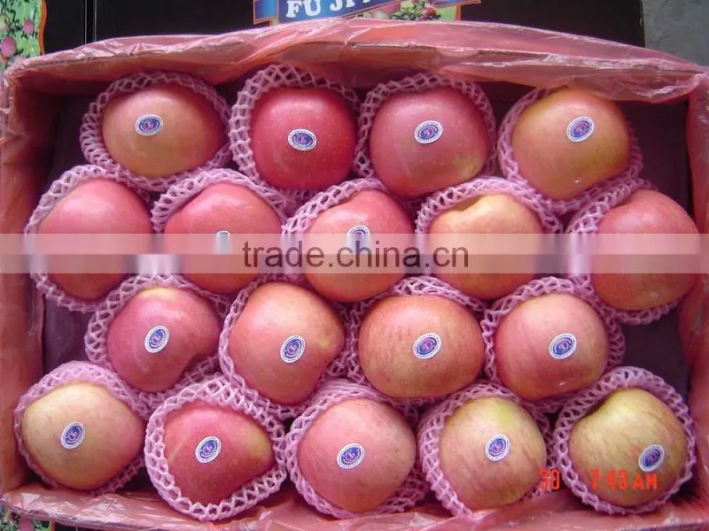 wholesale fresh fuji apple