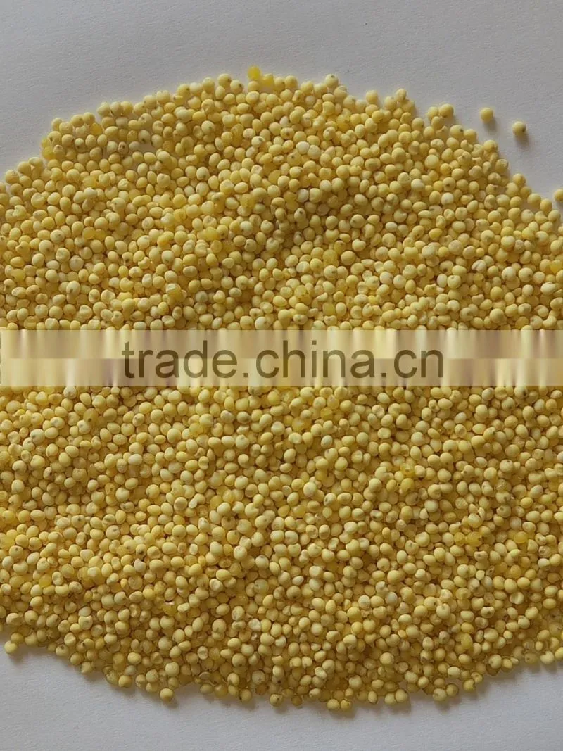 Chinese glutinous millet yellow colour