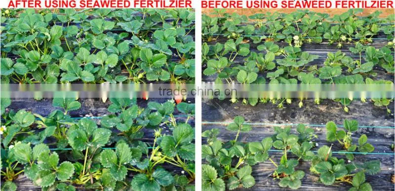 100% soluble in water organic seaweed fertilizer, black fertilizer