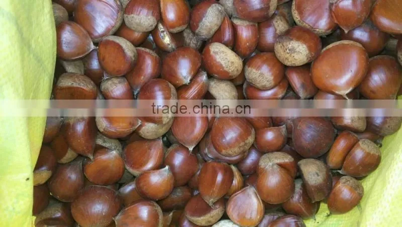chinese chestnut