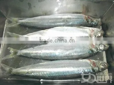 canned sardines in tomato sauce