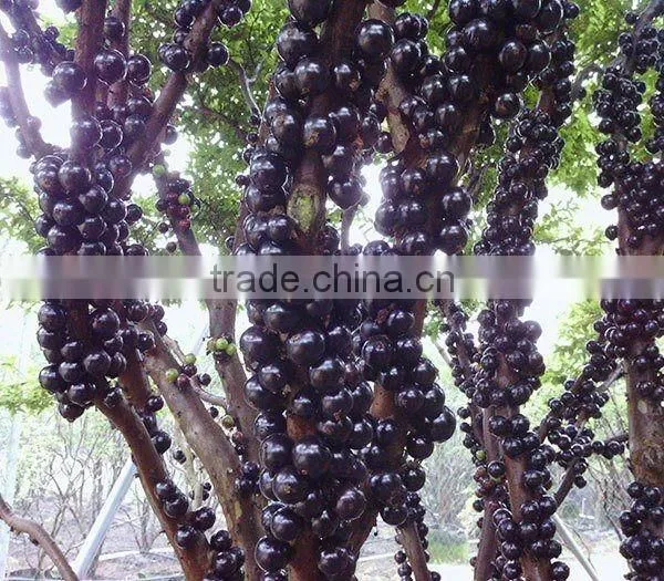 Jaboticaba Seeds Jabuticaba Guapuru Hivapuru Sabara Ybapuru Brazilian Grape Tree Seeds For Growing