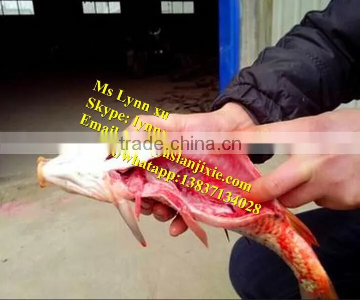 fish scaling and killing machine / industrial fish gutting machine