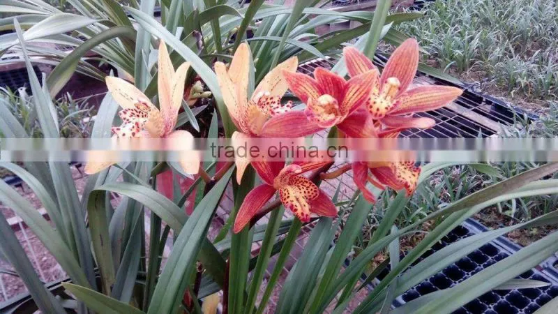 Cymbidium hybridum faberi(Drunken beauty)